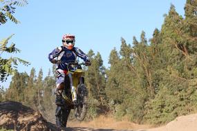 Nature Tree Outdoors