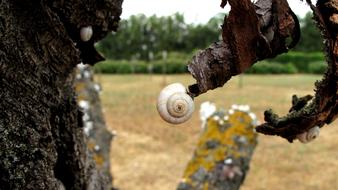 Nature Snail