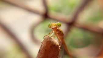 Nature Wildlife Closeup