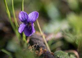 garden Flower macro blur