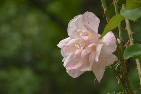 Flowers Nature Blossom
