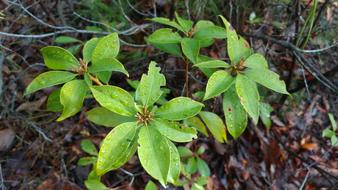 Nature Leaf Flora