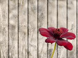Still Life Texture Background