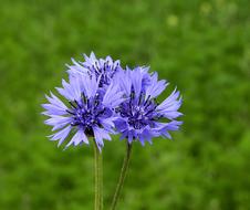 Flower Cornflower Wildflowers