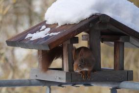 Aviary Squirrel Nature
