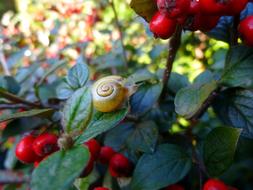 Snail Plant Bill Berry