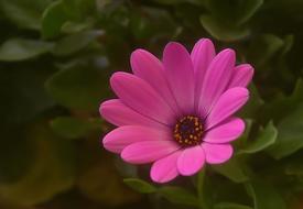 pink gorgeous flower landscape