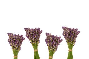 bouquets of flowers many on white background