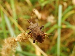 Nature Insect A Little At The