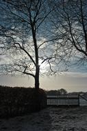 Nature Winter Tree