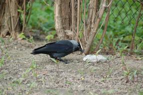 Birds Nature Animals At The Court