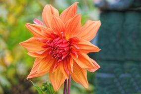 Dahlia Blossom Bloom