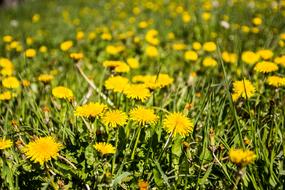 Meadow Dandelion Spring