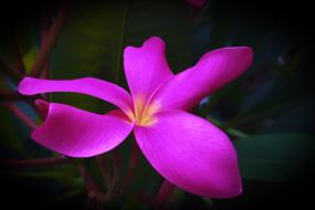 Frangipani Plumeria Flower