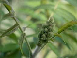 Queue-De-Renard Green Tree