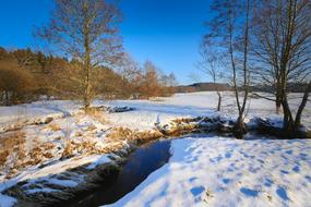 snowy glade with trees