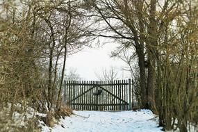 Winter Snow Wood