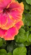 a beautiful flower in the foliage