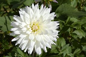 Dahlia Flower Blossom