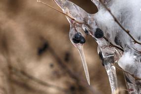 Nature Berry Closeup