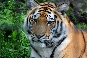 Tiger on green grass