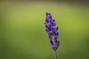 Lavender Green Background Plant