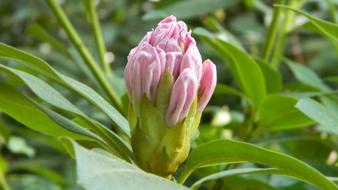 Rhododendron Flower Blooming