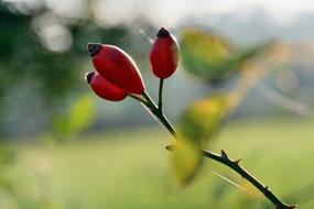 Nature Summer Plant