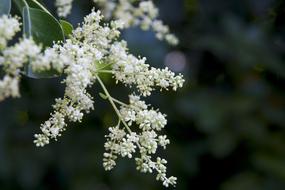 Flower Nature Beauty