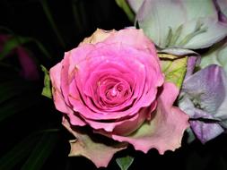 Blossom Bloom Nature