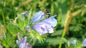 Nature Flower Summer
