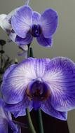 Orchid
