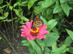 Nature Insect Butterfly