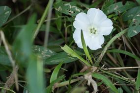 White Flower