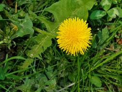 Dandelion Yellow Blossom