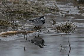 Birds Wild Life Nature Body Of