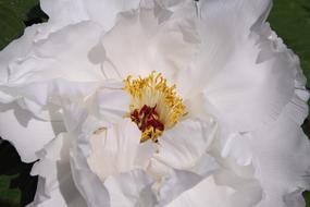 Peony Pure White Flowers Garden