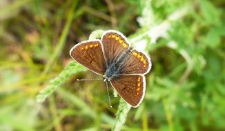 Nature Butterfly Day Insect