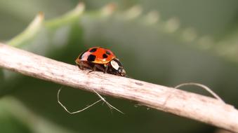 Butterfly on a stick