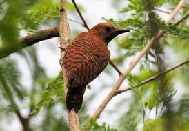 Nature Wildlife Bird