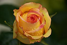 yellow flowers in water droplets