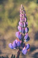Lupine Flower Summer