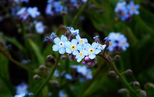 Flowers Nots Blue The