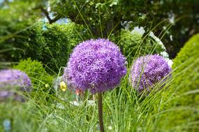 Nature Grass Plant