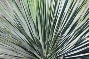 long leaves of the plant in the field