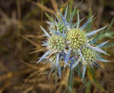 Nature Flora Spine