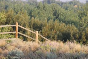 Fence Trees Landscape