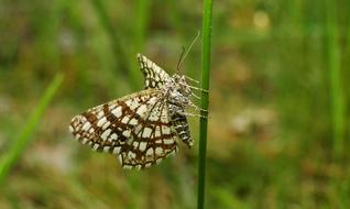 Nature Insect Summer At The Court