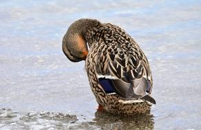Duck Mallard Female Water