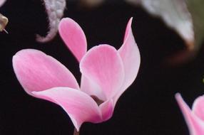 Cyclamen Pink Petals